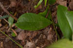 Striped gentian